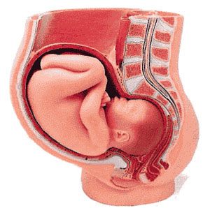 pubalgie durant la grossesse